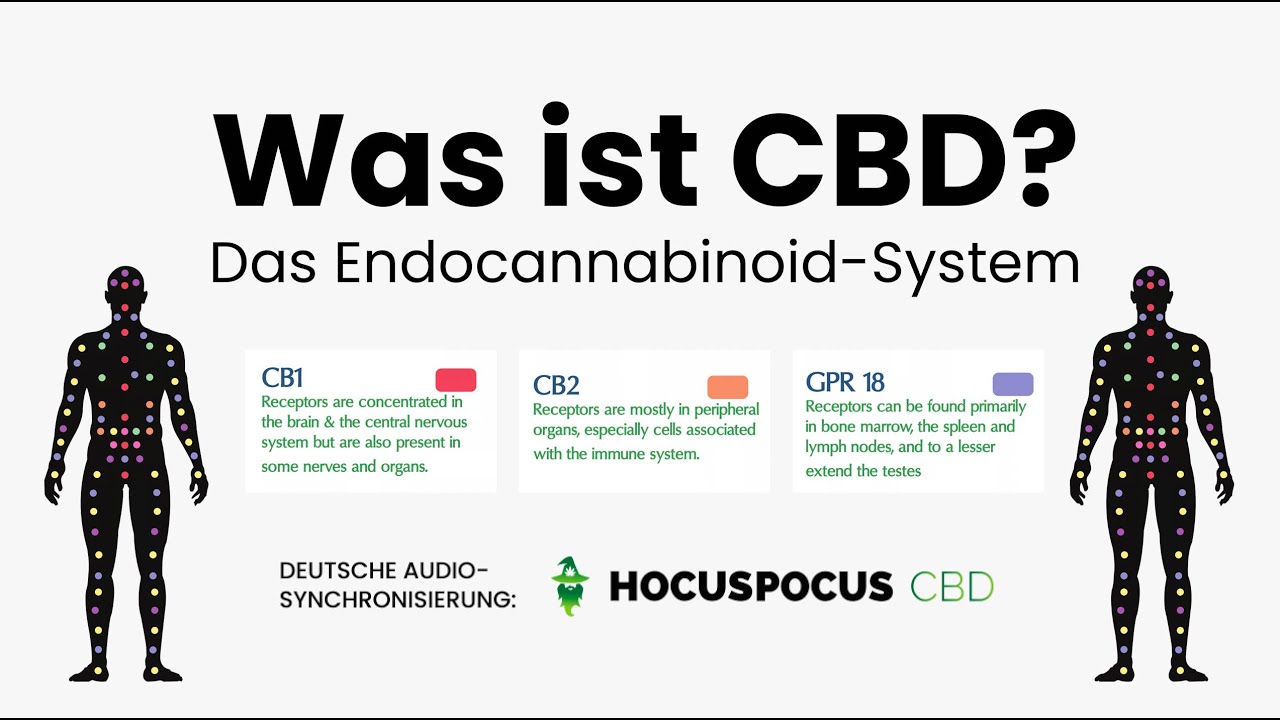 was-ist-cbd-wozu-cbd-erkl-rung-vom-endocannabinoid-system-des