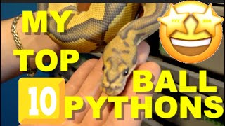 My Top 10 Ball Pythons In My Collection! Surprise Bonus In Babies! Profile