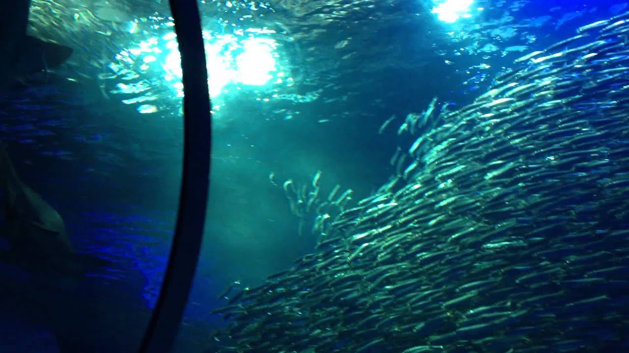 横浜 八景島シーパラダイス 混雑時攻略法 割引裏技 電子チケット 国内観光500箇所