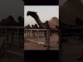 خالدالعتيبي خالدالعتيبي