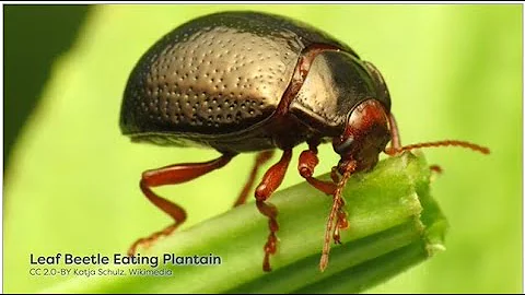 Module 05 Wrap Up | entomology | lecture | series | insects | forensic entomology