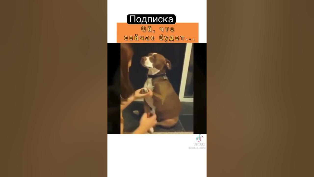 Хитрая собачка!#shortvideo #животные #собака #александрсуворов - YouTube