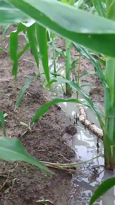 Condition of corn plants during the rainy season #paliranvsbedwith #cornplanting #rainyseason
