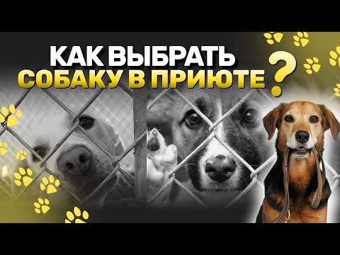 Видео: Лучшие 10 лучших черных пятен Pet похищает!