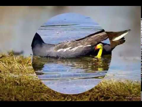 Richiami Naturali Francesi Richiamo Per Gallina D'Acqua Quelle Est Belle - Soffiato A Mano, In Scatola Di Legno Appeau Manuale
