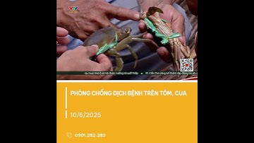 PHÒNG CHỐNG DỊCH BỆNH TRÊN TÔM, CUA | VTV CẦN THƠ