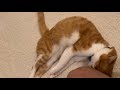 猫は甘え足りない。