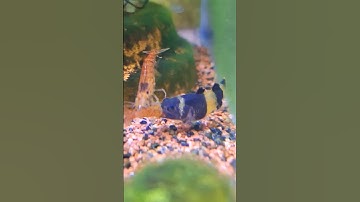 😨BumbleBee Goby eats my 🦐#aquarium #petfish #redcherryshrimp ＃shorts