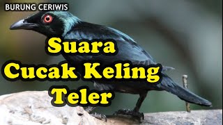 Download lagu Suara Kicauan Burung Cucak Keling Teler Gacor Suara Kicauan Burung Cucak Keling Teler Gacor