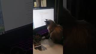 Компьютерная кошка #кошки #забавныекотики  #забавныеживотные