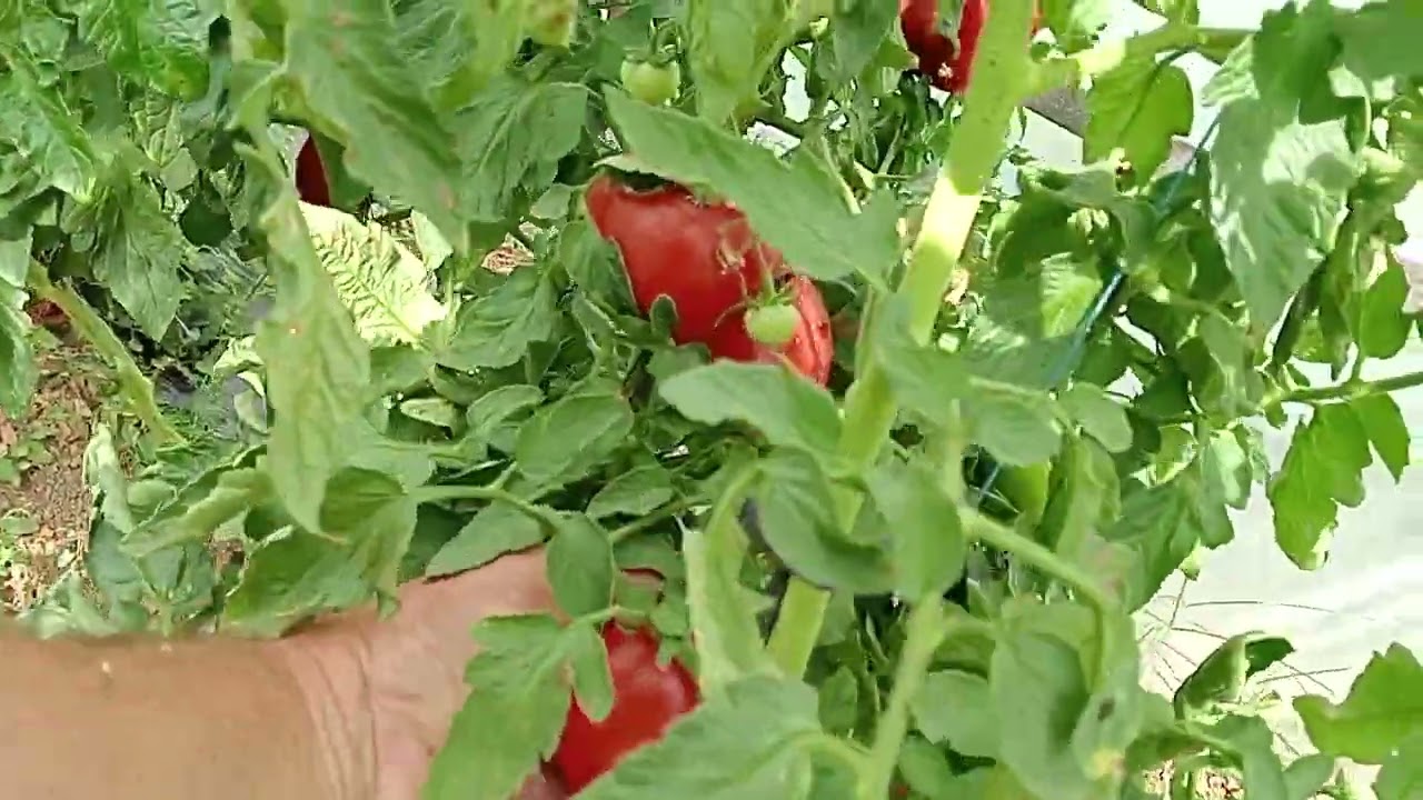 Început de toamna in solarul din gradina de la tara !Strângem roșii pentru bulion și sos !