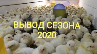 Вывод сезона 2020. Выборка цыплят из инкубатора