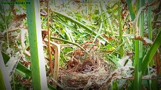 two newly hatched baby trucukan birds by Unique birds 99 286 views 1 month ago 1 minute, 38 seconds