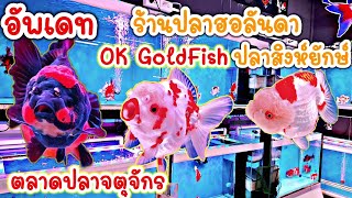 คนเลี้ยงสัตว์ EP.159 อัพเดท ร้านปลาฮอลันดา​&​ปลาสิงห์ยักษ์(OK​ Gold​ Fish​)ตลาดปลาจตุจักร​ #ปลาทอง​