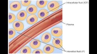Fluid Balance