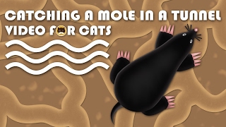 Cat Games - Catching A Mole In A Tunnel! Video For Cats To Watch.