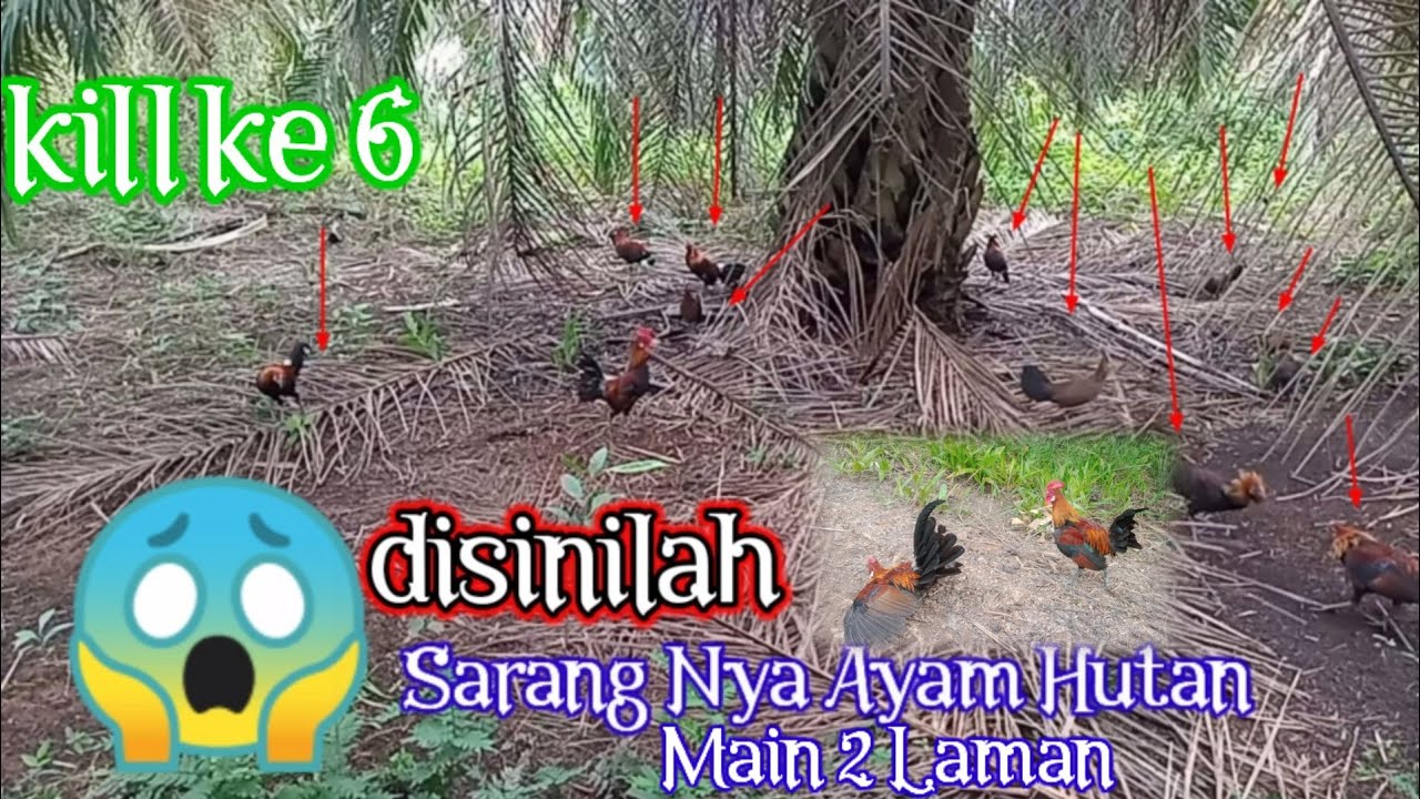 mikat ayam hutan#ini lah sarangnya ayam hutan merah Sumatra (ORI)