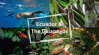 Trip of a lifetime: Ecuador, Amazon, Galapagos Wild Ecuador Incredible Creatures From Amazon To Galápagos Free Documentary Nature
