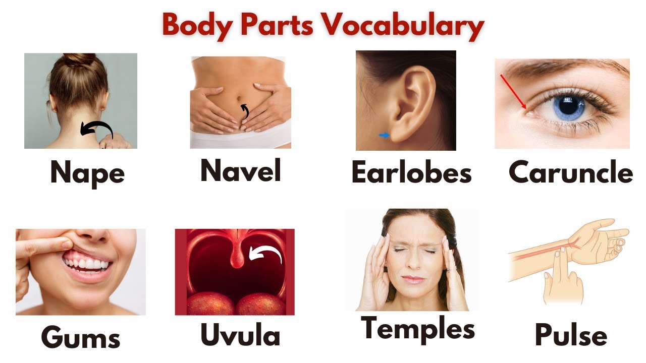 Parts Of Body Name Parts Of Body Name With Pictures Parts Of The parts-of-body-name-parts-of-body-name-with-pictures-parts-of-the