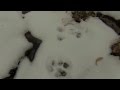 Mountain Lion Tracks In Snow