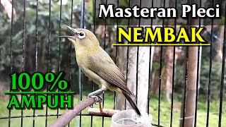 Masteran pleci gacor nembak 100% ampuh