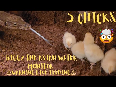 ⚠️Warning Live Feeding⚠️ Asian Water Monitor Devours 5 Chicks