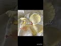 بدون عنوان #music #coversong #cover #twice #مامامو #اكسبلور #سومو