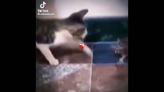 cat vs mouse