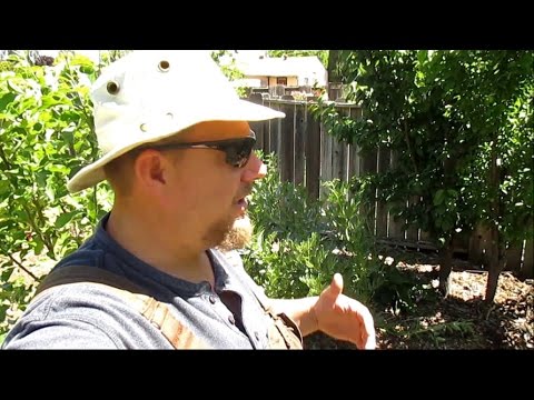 Video: Watlemoenplantspasiëring - Hoe ver uitmekaar om waatlemoene te plant