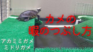Redeared Slider Turtles that enjoy spending time alone [turtles]