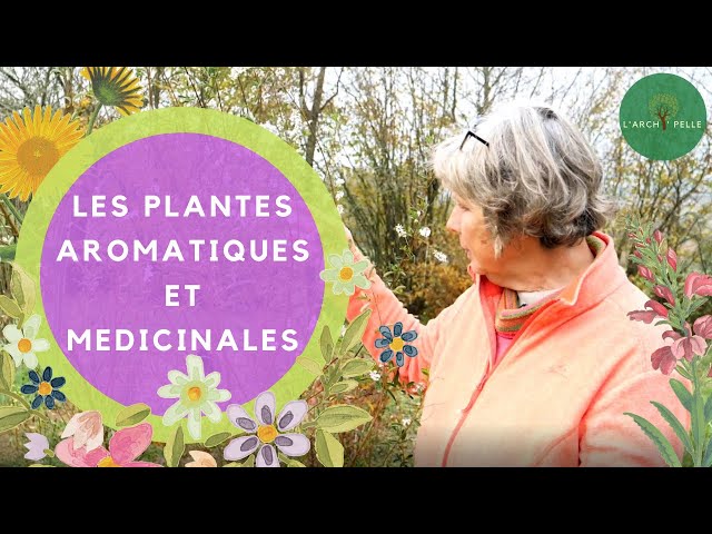 Cette erreur fatale que 90% des jardiniers font avec les plantes aromatiques (et la solution simple pour l’éviter)