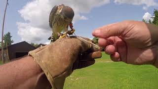 Training "Wilhelm" an American Kestrel