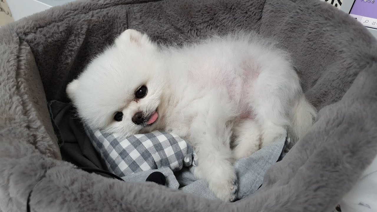 탱크인 척 하는 강아지 ASMR