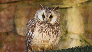 Owl At Muncaster Castle 6 April 2026
