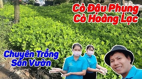 Siêu Thị Cây Cảnh | Cỏ Đậu Phộng Chuyên Trồng Sân Vườn | Anh Hoa - Làng Hoa Trăm Tuổi (Vlog 106)