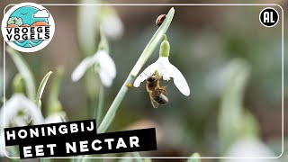 Honingbij smult van sneeuwklokje | Zelf geschoten | Vroege Vogels