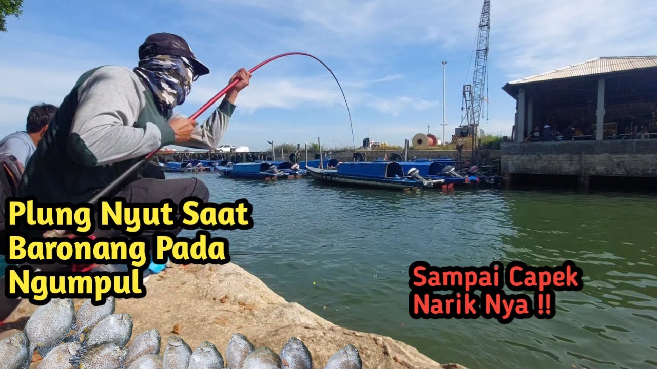 GILA   !!! Mancing Ikan Baronang Sampai Capek Narik...!! Pluung Nyuuut