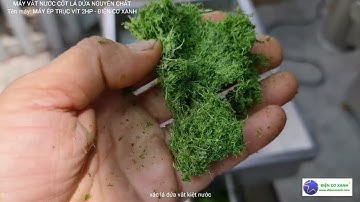 Máy vắt nước cốt lá dứa nguyên chất, máy ép lá dứa chất lượng - Điện Cơ Xanh 0984467870