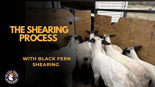 Sheep owners guide to the Shearing process !