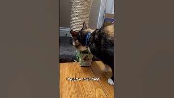 #Cat Reacts To #Catnip 😹🌱 #catvideos #shorts