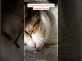Dengkuran Kucing Bisa Bantu Sembuhin Tulang?!