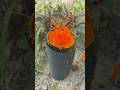 Jbl orange colour  bass test speaker, ￼￼