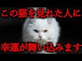 ※この猫が見れたら300年に１度の大開運きます！もの凄い事が起こります。残念ながら御縁の無い人には表示すらされません。今までの人生が大逆転するよう設計した運気が上がる音楽