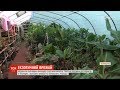 Тропічний куточок: родина на Львівщині у теплицях успішно вирощує екзотичні фрукти