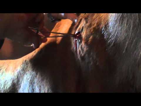 Weston neck abscess- Horse abcess