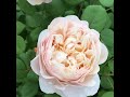 Английские розы David Austin, немецкие Розы Tantau, Kordes, французские Розы Massad и др.