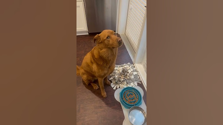 Pup Waits to Say Grace Before Meal || ViralHog