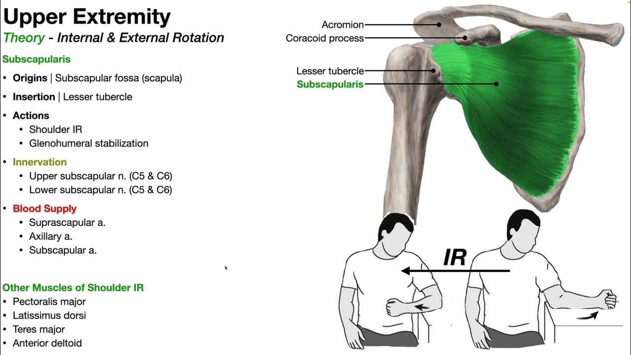 Muscles of shoulder external internal rotation youtube