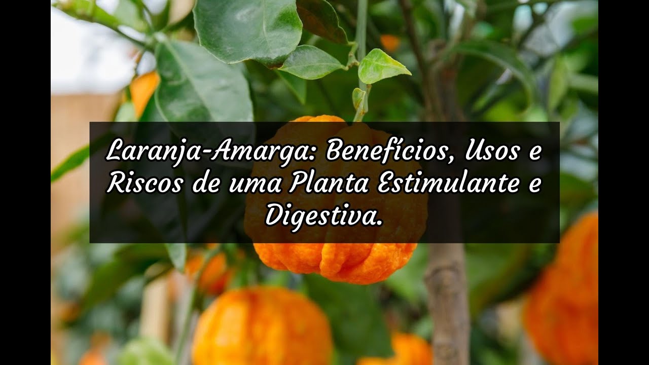 Laranja-Amarga: Benefícios, Usos e Riscos de uma Planta Estimulante e Digestiva.