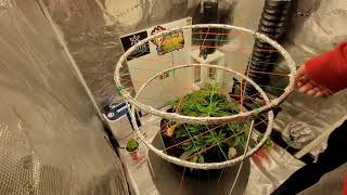The Joe Pro's Grow Show Episode 8 (Zkittlez)